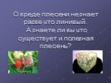 О вреде плесени не знает разве что линивый. А знаете ли вы что существует и полезная плесень?