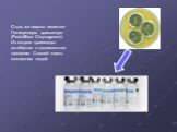 Столь же широко известен Пенициллиум хризогенум (Penicillium Chrysogenum). Из котрого производят антибиотик с одноименным названим. Спаший жизнь миллионам людей.