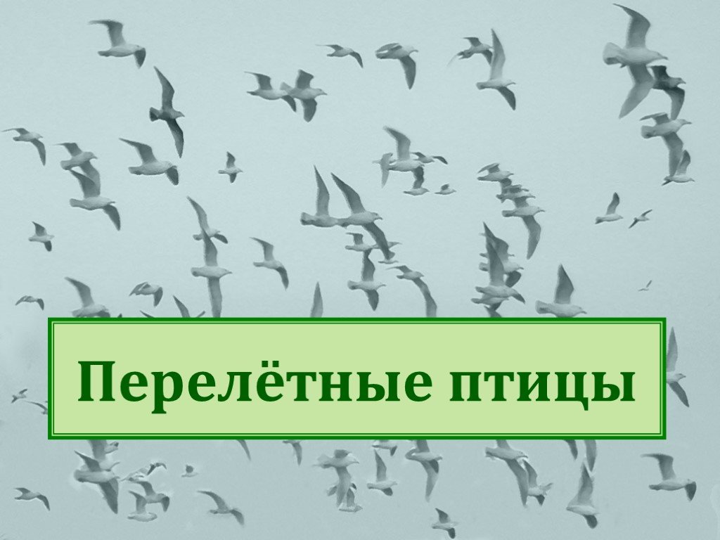 Презентация перелетные птицы