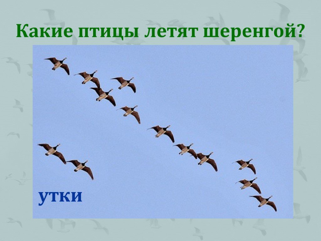 Как летают птицы. Птицы летят шеренгой. Птицы улетают шеренгой. Какие птицы летают шеренгой. Как летят птицы шеренгой.