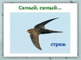 Самый, самый… стриж