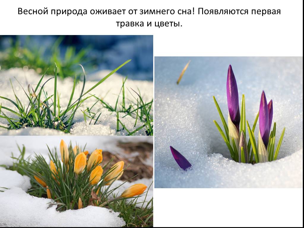Природа оживает после зимнего сна найди. Природа оживает весной. Цветы появляющиеся весной. Оживление природы весной.