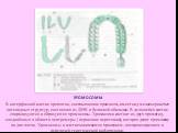 ХРОМОСОМЫ. В интерфазной клетке хроматин, составляющая хромосом, имеет вид мелкозернистых нитевидных структур, состоящих из ДНК и белковой обкладки. В делящейся клетке спирализуются и образуются хромосомы. Хромосома состоит из двух хроматид, соединённых в области центромеры ( первичная перетяжка), к