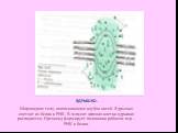 ЯДРЫШКО. Шаровидное тело, напоминающее клубок нитей. Ядрышко состоит из белка и РНК. В момент деления клетки ядрышко распадается. Органоид формирует половинки рибосом из р – РНК и белка.