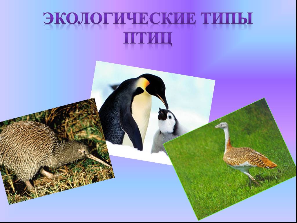 Окружающая среда и птицы. Экологические типы. Экологические птицы. Многообразие птиц. Экологические типы типы птиц.