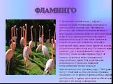 Фламинго. У фламинго длинные ноги – ходули с плавательными перепонками на пальцах и чрезвычайно длинная шея. Несмотря на размеры, они питаются мелкими рачками и растениями, которые водятся в воде неглубоких озёр. Свою длинную шею они опускают к поверхности воды. Клюв имеет множество тонких цедильных