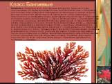 Класс Бангиевые. Бангиевые (Bangiophyceae), класс красных водорослей. Включает 24 рода, объединяющих 90 видов как одноклеточных, так и многоклеточных — нитевидных или пластинчатых водорослей, одноядерные клетки которых, в отличие от других красных водорослей, имеют обычно по одному звезд чатому хром