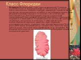 Класс Флоридеи. Флоридеи (Floridophyceae), класс красных водорослей. Слоевища многоклеточные, от микроскопических до 0,5 м высотой, из одного ряда клеток или сложного тканевого строения, нитевидные, пластинчатые или кустистые, иногда расчленены на стебель и листообразные органы; у ряда флоридей слое