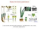 У всех высших растений мейоз происходит при образовании спор, споры генетически неравноценны.