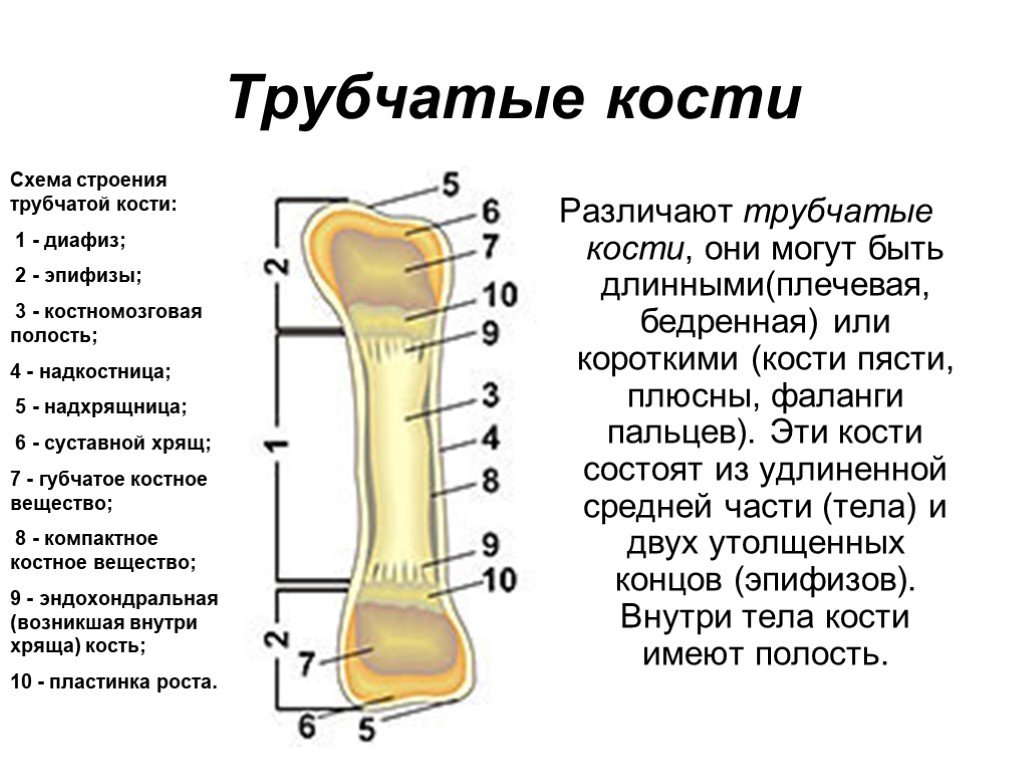 Тело длинные трубчатые кости. Схема строения трубчатой кости человека. Строение длинной трубчатой кости. Строение длинных трубчатых костей. Составные части трубчатой кости рисунок.