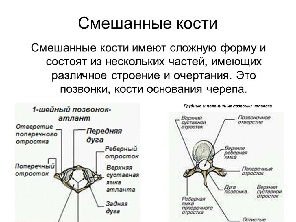 Особенности строения жизни связать. Строение смешанной костей. Смешанные кости строение. Смешанные кости состав и строение. Функции строения смешанной кости.