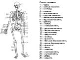 Скелет человека: 1 — череп; 2 — шейные позвонки; 3 — ключица; 4 — лопатка; 5 — плечевая кость; 6 — грудные позвонки; 7 — поясничные позвонки; 8 — подвздошная кость; 9 — крестец; 10 — копчик; 11 — лобковая кость; 12 — седалищная кость; 13 — бедренная кость; 14 — надколенник; 15 — предплюсна; 16 — плю