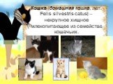 Кошка (домашняя кошка, лат. Felis silvestris catus) – некрупное хищное млекопитающее из семейства кошачьих.