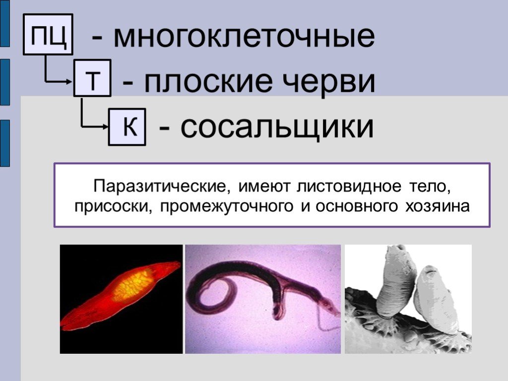 Листовидная форма червей. Плоские черви. Паразитические плоские черви. Многоклеточные плоские черви. Плоские черви имеют.