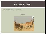 Антилопа-сайгак живет в … Степи