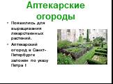 Аптекарские огороды. Появились для выращивания лекарственных растений. Аптекарский огород в Санкт-Петербурге заложен по указу Петра I
