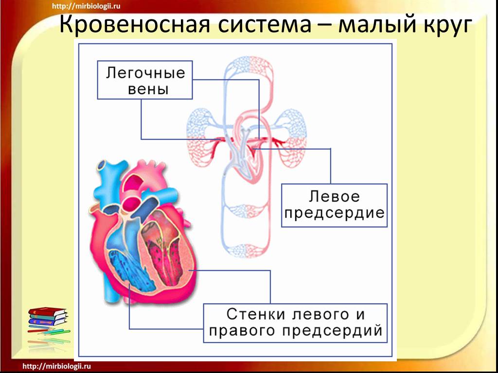 Три отдела кровообращения. Малый круг кровообращения биология 9 класс. Органы кровеносной системы схема. Круги кровообращения схема. Система кровообращения человека для детей.