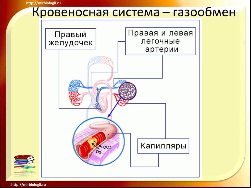Малый круг кровообращения газообмен происходит. Газообмен в кровеносной системе. Презентация кровеносная система 3 класс. Легочные артерии газообмен. Презентация кровеносная система 8 класс биология.