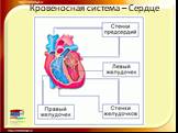 Кровеносная система – Сердце