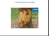 2. Не повреждать кору деревьев