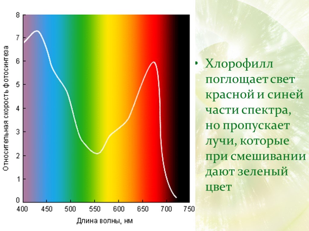 Длина волны синего спектра. Спектр поглощения хлорофилла. Длина волны поглощения хлорофилла. Спектр поглощения пигмента хлорофилла. Поглощение света хлорофиллом.