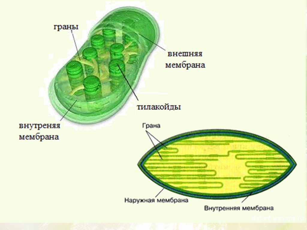 В хлоропласте находится пигмент