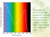 Хлорофилл поглощает свет красной и синей части спектра, но пропускает лучи, которые при смешивании дают зеленый цвет