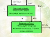 Световая фаза: Фотолиз воды На гранах хлоропластов. Темновая фаза: Фиксация углерода Синтез глюкозы в строме хлоропластов. O2 cветовые лучи H2O H АТФ CO2 C6H12O6