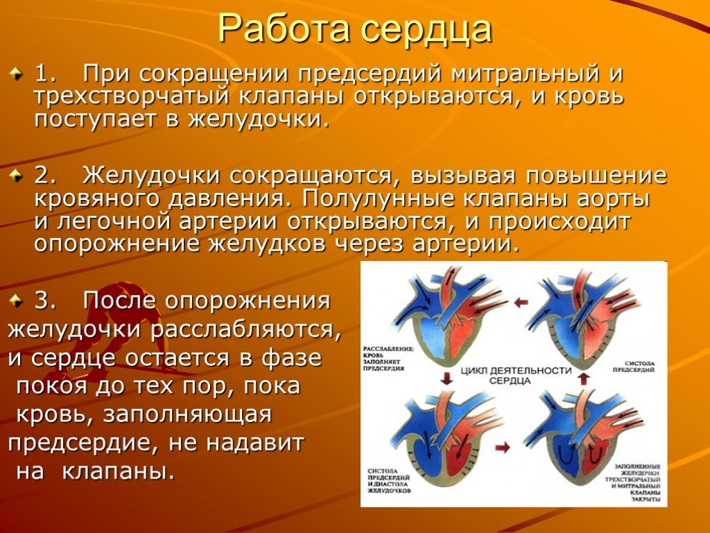 Систола левого предсердия. Работа сердца. Работа сердца кратко. Сердце работа сердца. Работа сердца сердечный цикл.