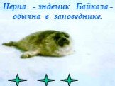 Нерпа - эндемик Байкала - обычна в заповеднике.