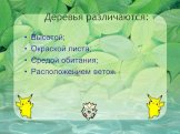 Деревья различаются: Высотой; Окраской листа; Средой обитания; Расположением веток.