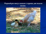 Первый раз выгул цыплят с курице, две недели жизни.
