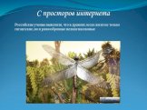 Российские ученые выяснили, что в древних лесах жили не только гигантские, но и разнообразные мелкие насекомые
