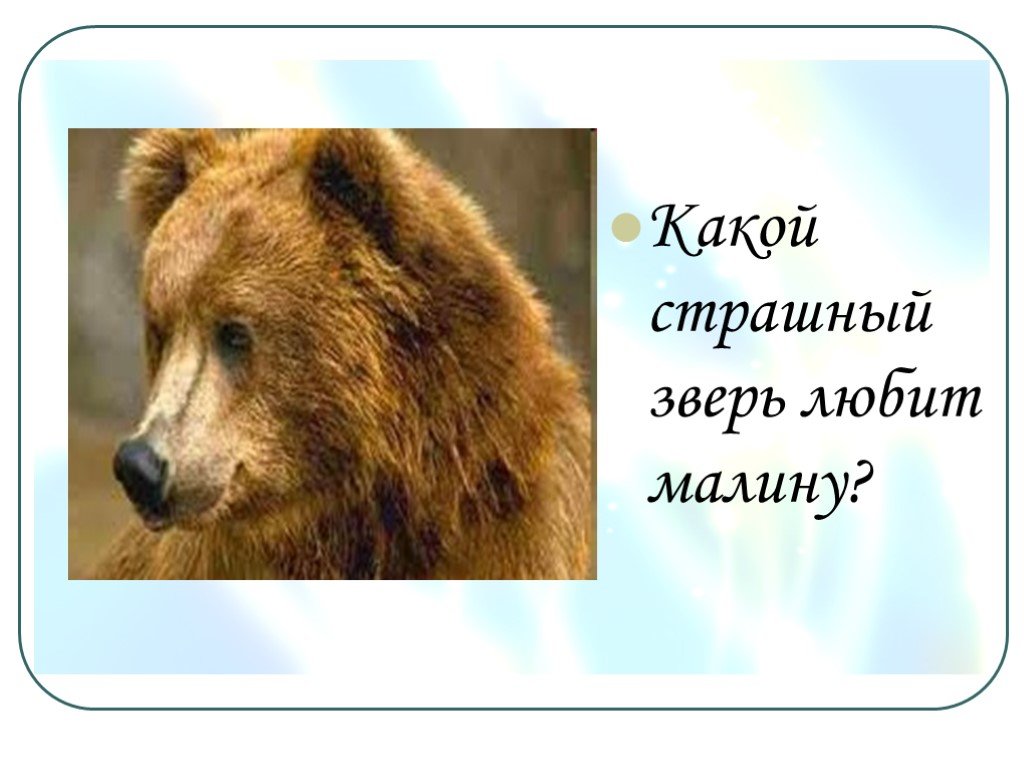 Медведь умеет читать. Выбери любого животного. Какой зверь любит гранат. Любимое животное Аю. Выбери любого животного коричневого.