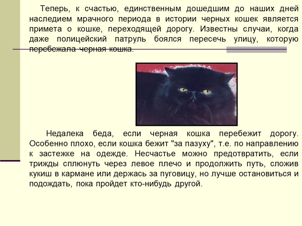 Описание черной кошки. Приметы о черных кошках. Черная кошка примета. Черная кошка суеверие. Приметы о чёрных кошках.
