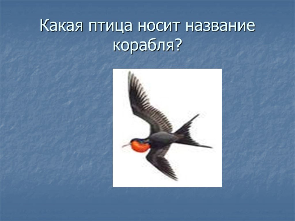 Птицы какое лицо. Какая птица носит название танца. Какая птица носит название насекомого. Какая птица носит название каши. Какая птица носит название танца загадка.