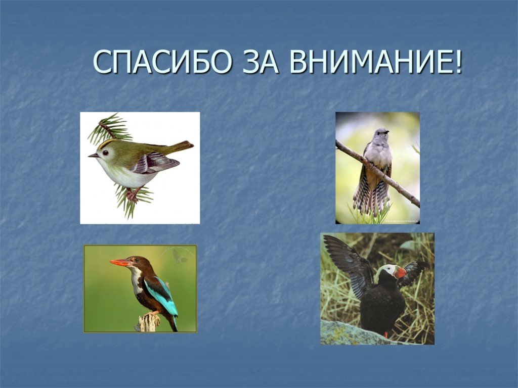 Начало голос птицы. Спасибо за внимание птицы. Конец презентации с птицей. Спасибо за внимание с птичкой. Спасибо за внимание для презентации с птицами.