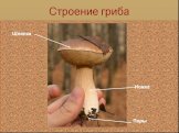 Строение гриба Шляпка Ножка Поры