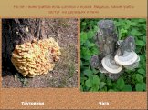 Но не у всех грибов есть шляпка и ножка. Видишь, какие грибы растут на деревьях и пнях. Трутовики Чага