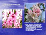 На Востоке распространён образ цветка персика . В России был воспет яблоневый цвет. Фрукты являются непременным атрибутом почти всех праздников, как и музыкальные инструменты, большинство которых изготавливается из определённых сортов древесины.