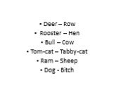 Deer – Row Rooster – Hen Bull – Cow Tom-cat – Tabby-cat Ram – Sheep Dog - Bitch