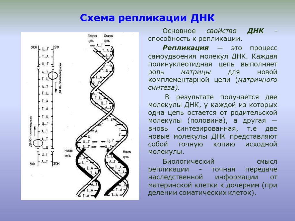 Удваивается молекула днк. Основные процессы репликации ДНК. Схема репликации ДНК биохимия. Схема процесса репликации ДНК. Репликация ДНК. Этапы процесса репликации ДНК.