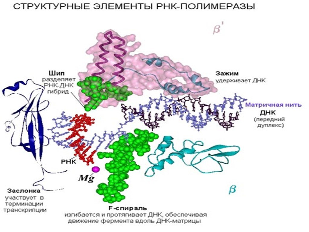 Рнк полимераза участвует. Структура ДНК зависимой РНК полимеразы. Структура РНК-полимераз эукариот. ДНК полимераза и РНК полимераза. РНК полимераза эукариот строение.