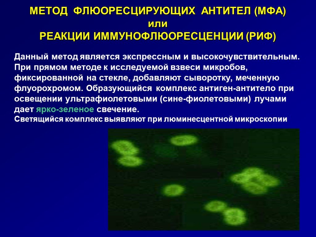 Называют обладают флюоресцируют. МФА метод флюоресцирующих антител. Метод флюоресцирующих антител принцип метода. Метод иммунофлуоресценции микробиология. Метод флюоресцирующих антител микробиология.