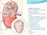 Лимфатический узел. А - строение лимфатического узла. Схема. Б - препарат лимфатического узла. 1 - приносящий (лимфатический) сосуд; 2 - капсула лимфатического узла; 3 - трабекула лимфатического узла; 4 - лимфатические фолликулы лимфатического узла; 5 - мякотные шнуры; 6 - краевой синус; 9 - ретикул