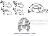 4 Легкие Диафрагма. Внутренние межреберные мышцы. Внешние межреберные мышцы. Эволюция системы внешнего дыхания
