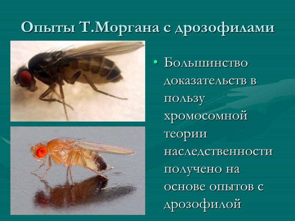 Опыт с мухой. Опыты Моргана на дрозофилах. Опыты с мушками дрозофилами. Эксперимент с мухами дрозофилами.