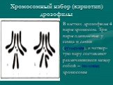 Хромосомный набор (кариотип) дрозофилы. В клетках дрозофилы 4 пары хромосом. Три пары одинаковые у самца и самки (аутосомы), а четвер-тую пару составляют различающиеся между собой – половые хромосомы