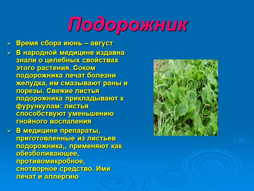 Дополнительная информация о растениях