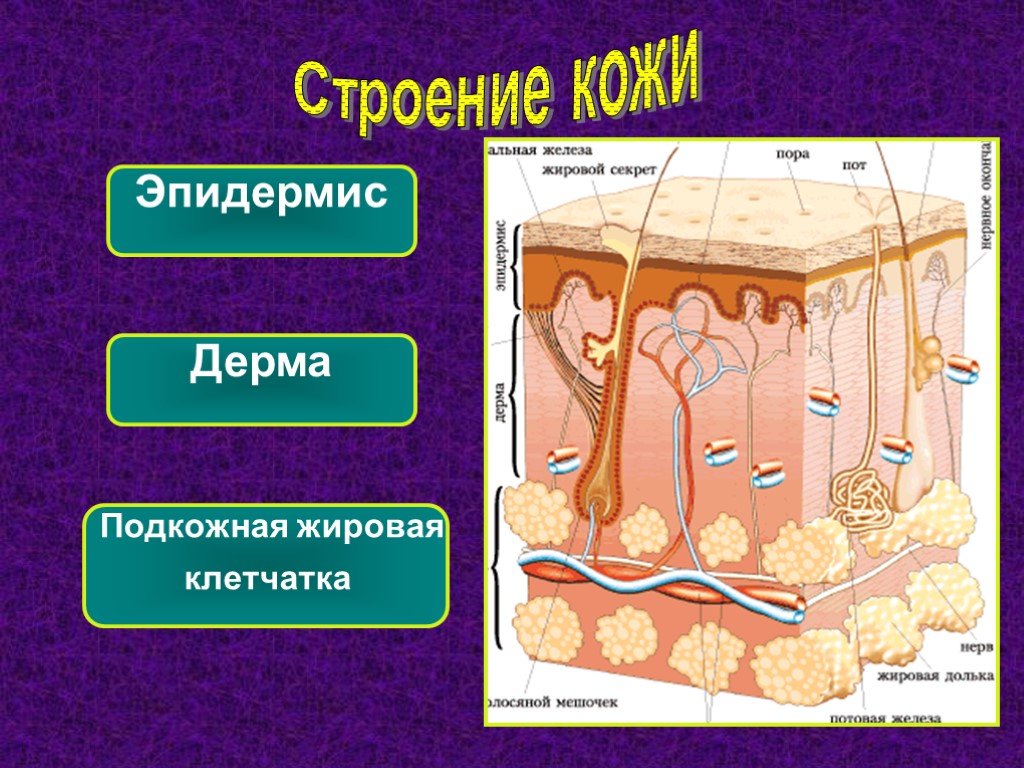 Подкожно жировая клетчатка это. Структура подкожной жировой клетчатки. Строение жировой клетчатки кожи. Строение человека кожа жир мышцы. Строение подкожной клетчатки.